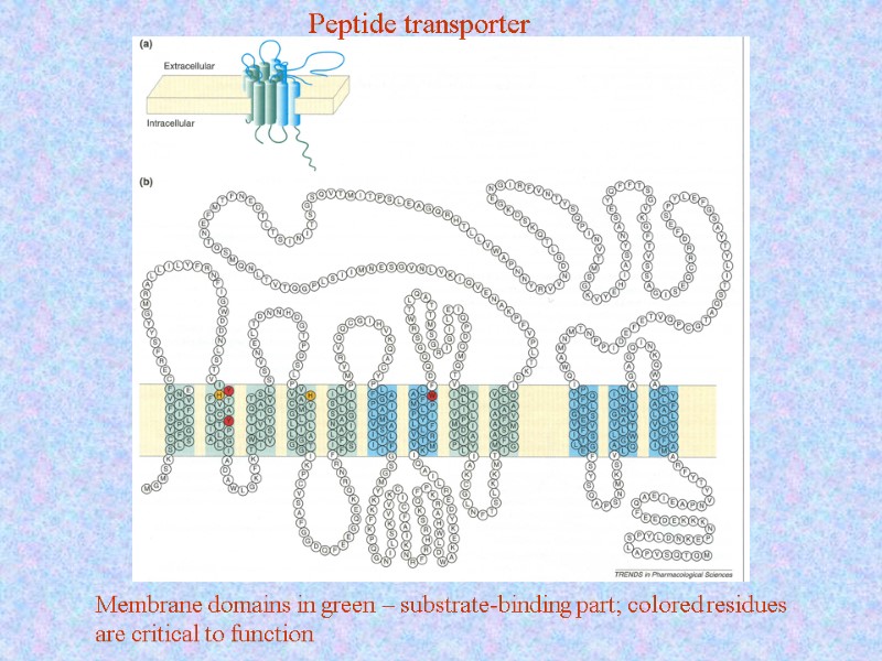 Peptide transporter Membrane domains in green – substrate-binding part; colored residues are critical to